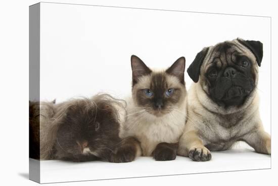 Fawn Pug, Burmese-Cross Cat and Shaggy Guinea Pig-Mark Taylor-Stretched Canvas