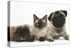 Fawn Pug, Burmese-Cross Cat and Shaggy Guinea Pig-Mark Taylor-Stretched Canvas