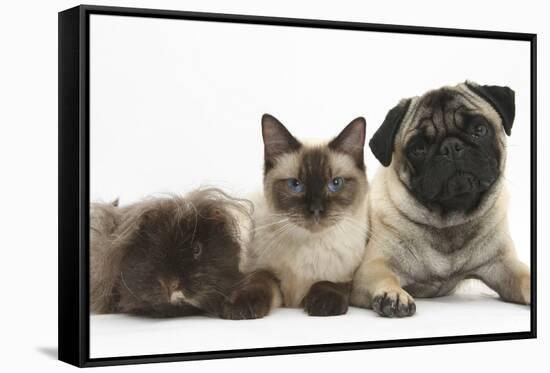 Fawn Pug, Burmese-Cross Cat and Shaggy Guinea Pig-Mark Taylor-Framed Stretched Canvas