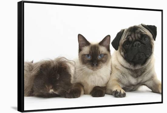 Fawn Pug, Burmese-Cross Cat and Shaggy Guinea Pig-Mark Taylor-Framed Stretched Canvas