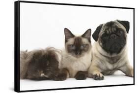 Fawn Pug, Burmese-Cross Cat and Shaggy Guinea Pig-Mark Taylor-Framed Stretched Canvas