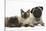 Fawn Pug, Burmese-Cross Cat and Shaggy Guinea Pig-Mark Taylor-Stretched Canvas