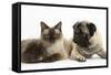 Fawn Pug, Burmese-Cross Cat and Shaggy Guinea Pig-Mark Taylor-Framed Stretched Canvas