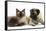 Fawn Pug, Burmese-Cross Cat and Shaggy Guinea Pig-Mark Taylor-Framed Stretched Canvas