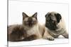 Fawn Pug, Burmese-Cross Cat and Shaggy Guinea Pig-Mark Taylor-Stretched Canvas