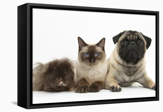 Fawn Pug, Burmese-Cross Cat and Shaggy Guinea Pig-Mark Taylor-Framed Stretched Canvas