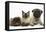 Fawn Pug, Burmese-Cross Cat and Shaggy Guinea Pig-Mark Taylor-Framed Stretched Canvas