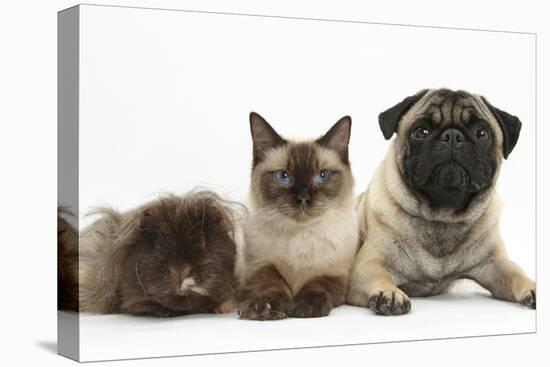 Fawn Pug, Burmese-Cross Cat and Shaggy Guinea Pig-Mark Taylor-Stretched Canvas