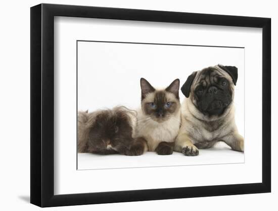 Fawn Pug, Burmese-Cross Cat and Shaggy Guinea Pig-Mark Taylor-Framed Premium Photographic Print