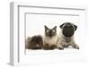 Fawn Pug, Burmese-Cross Cat and Shaggy Guinea Pig-Mark Taylor-Framed Photographic Print