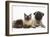 Fawn Pug, Burmese-Cross Cat and Shaggy Guinea Pig-Mark Taylor-Framed Photographic Print