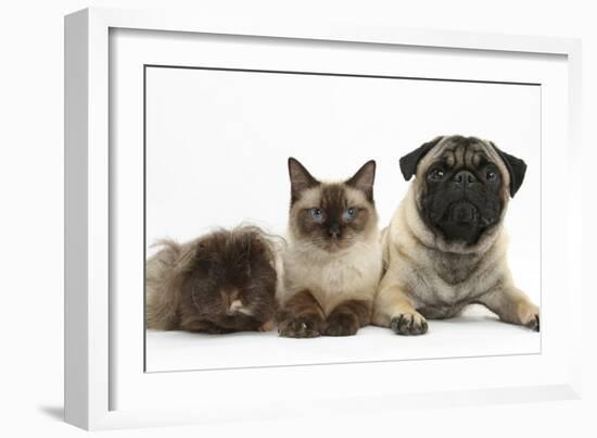 Fawn Pug, Burmese-Cross Cat and Shaggy Guinea Pig-Mark Taylor-Framed Photographic Print
