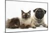 Fawn Pug, Burmese-Cross Cat and Shaggy Guinea Pig-Mark Taylor-Mounted Photographic Print