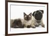 Fawn Pug, Burmese-Cross Cat and Shaggy Guinea Pig-Mark Taylor-Framed Photographic Print