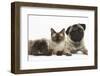 Fawn Pug, Burmese-Cross Cat and Shaggy Guinea Pig-Mark Taylor-Framed Photographic Print