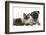 Fawn Pug, Burmese-Cross Cat and Shaggy Guinea Pig-Mark Taylor-Framed Photographic Print