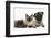 Fawn Pug, Burmese-Cross Cat and Shaggy Guinea Pig-Mark Taylor-Framed Photographic Print