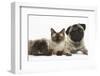 Fawn Pug, Burmese-Cross Cat and Shaggy Guinea Pig-Mark Taylor-Framed Photographic Print