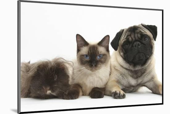 Fawn Pug, Burmese-Cross Cat and Shaggy Guinea Pig-Mark Taylor-Mounted Photographic Print