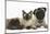 Fawn Pug, Burmese-Cross Cat and Shaggy Guinea Pig-Mark Taylor-Mounted Photographic Print