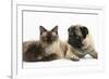 Fawn Pug, Burmese-Cross Cat and Shaggy Guinea Pig-Mark Taylor-Framed Photographic Print