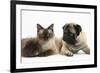 Fawn Pug, Burmese-Cross Cat and Shaggy Guinea Pig-Mark Taylor-Framed Photographic Print