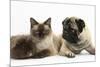 Fawn Pug, Burmese-Cross Cat and Shaggy Guinea Pig-Mark Taylor-Mounted Photographic Print