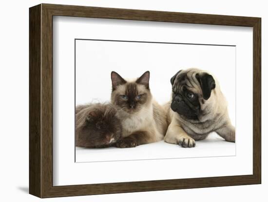 Fawn Pug, Burmese-Cross Cat and Shaggy Guinea Pig-Mark Taylor-Framed Photographic Print