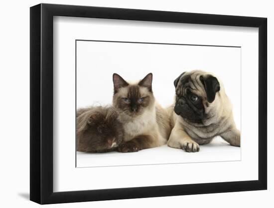 Fawn Pug, Burmese-Cross Cat and Shaggy Guinea Pig-Mark Taylor-Framed Photographic Print