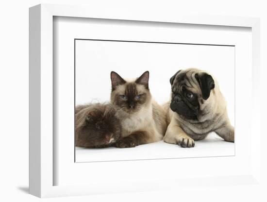 Fawn Pug, Burmese-Cross Cat and Shaggy Guinea Pig-Mark Taylor-Framed Photographic Print