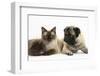 Fawn Pug, Burmese-Cross Cat and Shaggy Guinea Pig-Mark Taylor-Framed Photographic Print