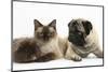 Fawn Pug, Burmese-Cross Cat and Shaggy Guinea Pig-Mark Taylor-Mounted Photographic Print