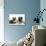 Fawn Pug, Burmese-Cross Cat and Shaggy Guinea Pig-Mark Taylor-Photographic Print displayed on a wall