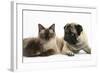 Fawn Pug, Burmese-Cross Cat and Shaggy Guinea Pig-Mark Taylor-Framed Photographic Print