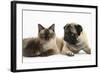 Fawn Pug, Burmese-Cross Cat and Shaggy Guinea Pig-Mark Taylor-Framed Photographic Print