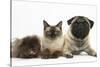 Fawn Pug, Burmese-Cross Cat and Shaggy Guinea Pig-Mark Taylor-Stretched Canvas