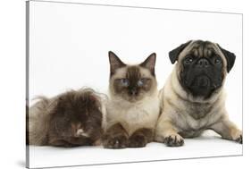 Fawn Pug, Burmese-Cross Cat and Shaggy Guinea Pig-Mark Taylor-Stretched Canvas