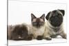 Fawn Pug, Burmese-Cross Cat and Shaggy Guinea Pig-Mark Taylor-Stretched Canvas