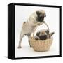Fawn Pug Puppies, 8 Weeks, Playing with a Wicker Basket-Mark Taylor-Framed Stretched Canvas