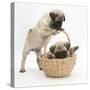 Fawn Pug Puppies, 8 Weeks, Playing with a Wicker Basket-Mark Taylor-Stretched Canvas