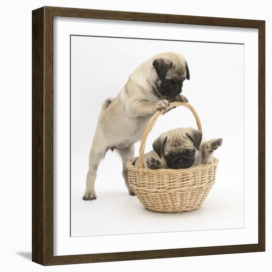 Fawn Pug Puppies, 8 Weeks, Playing with a Wicker Basket-Mark Taylor-Framed Photographic Print