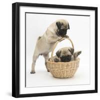 Fawn Pug Puppies, 8 Weeks, Playing with a Wicker Basket-Mark Taylor-Framed Photographic Print