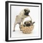 Fawn Pug Puppies, 8 Weeks, Playing with a Wicker Basket-Mark Taylor-Framed Photographic Print
