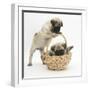 Fawn Pug Puppies, 8 Weeks, Playing with a Wicker Basket-Mark Taylor-Framed Photographic Print