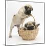 Fawn Pug Puppies, 8 Weeks, Playing with a Wicker Basket-Mark Taylor-Mounted Photographic Print