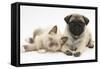 Fawn Pug Puppy, 8 Weeks, and Birman-Cross Kitten-Mark Taylor-Framed Stretched Canvas