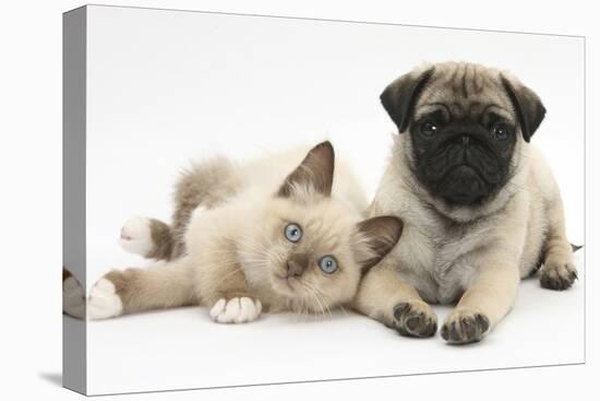 Fawn Pug Puppy, 8 Weeks, and Birman-Cross Kitten-Mark Taylor-Stretched Canvas