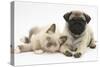 Fawn Pug Puppy, 8 Weeks, and Birman-Cross Kitten-Mark Taylor-Stretched Canvas