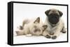Fawn Pug Puppy, 8 Weeks, and Birman-Cross Kitten-Mark Taylor-Framed Stretched Canvas