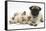 Fawn Pug Puppy, 8 Weeks, and Birman-Cross Kitten-Mark Taylor-Framed Stretched Canvas